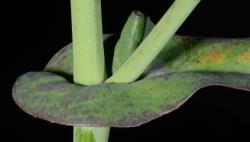 Image: P.B. Heenan © Landcare Research 2014 